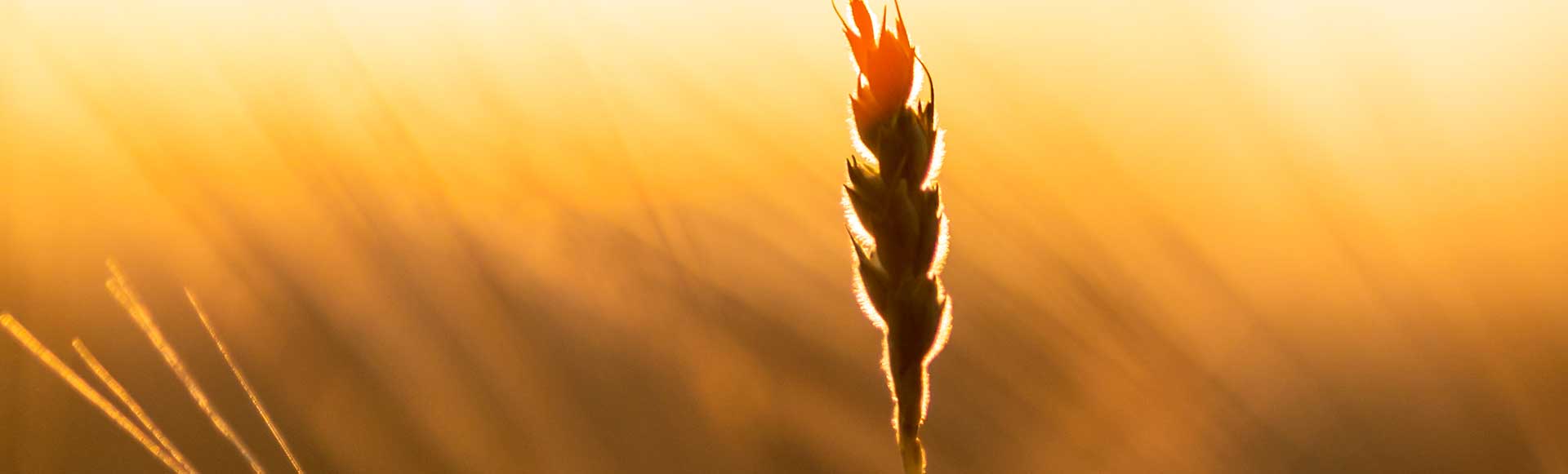 Planta de trigo blando