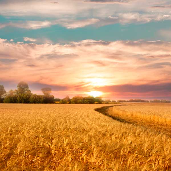 Campo de avena con puesta de sol