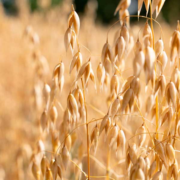 semillas-de-avena Semillas de avena