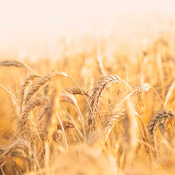 semillas-de-triticale Semillas de triticale