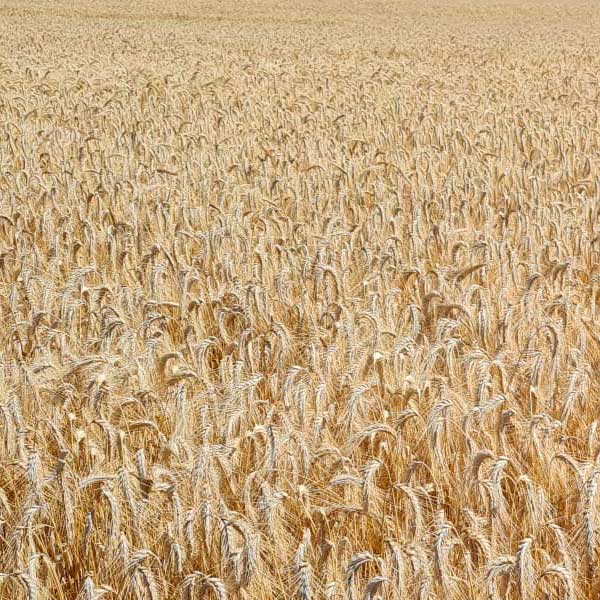 Campo de semillas de trigo duro