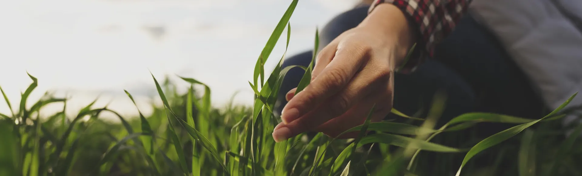 plaga-orugas Agricultor agachado revisando planta de un cultivo
