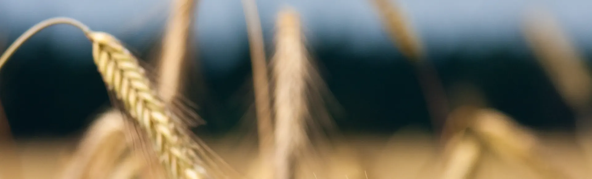 Espiga de semillas de trigo duro