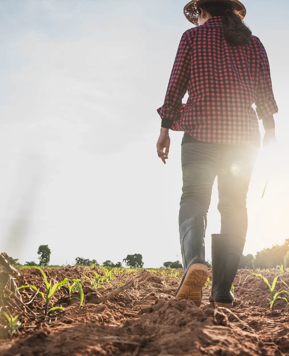 productos-fitosanitarios-escarabajo Agrigultora revisando la aplicación de los productos fitosanitarios para combatir las plagas de orugas