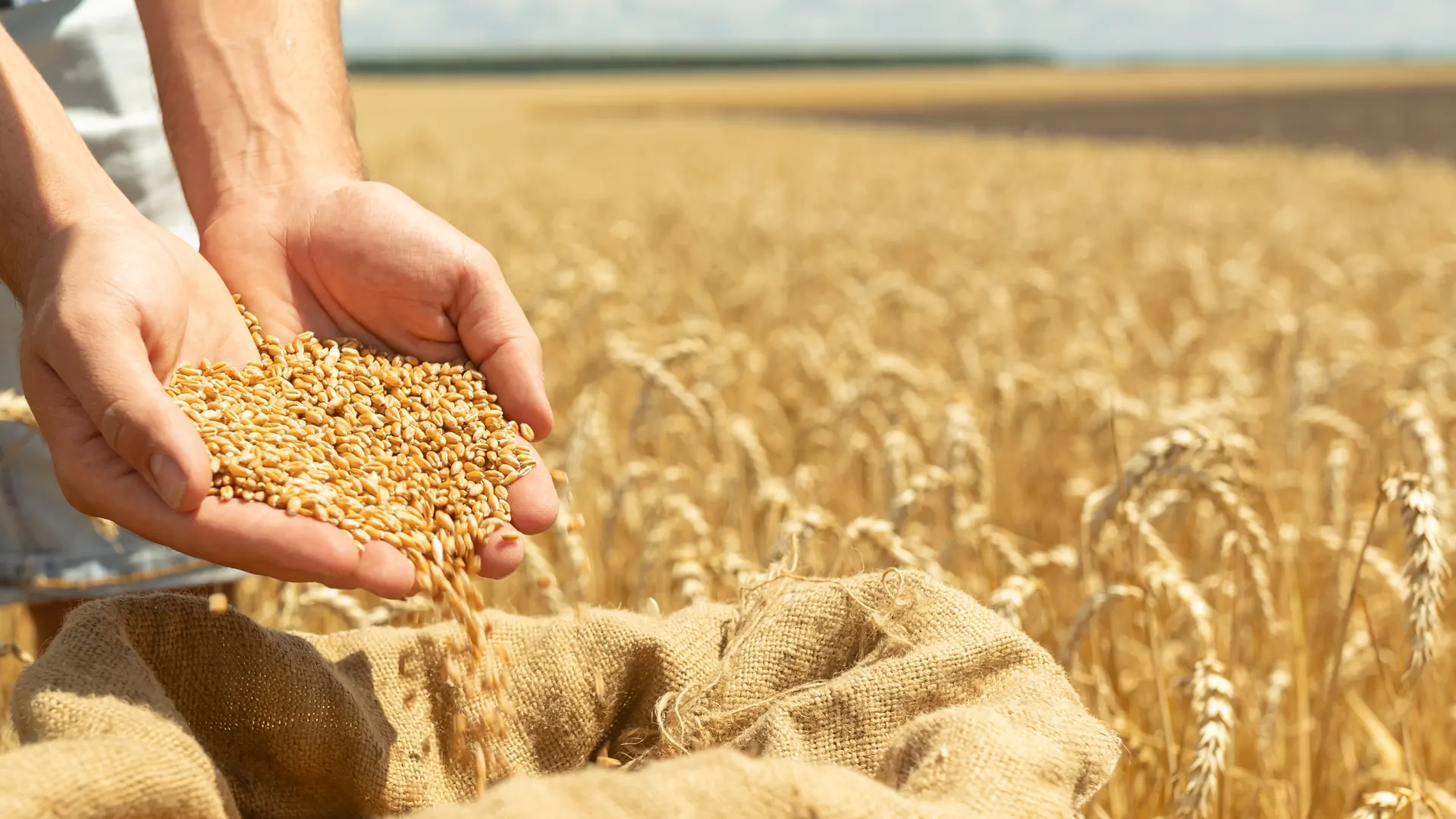 Manos mostrando semillas con fondo de campo de cereal