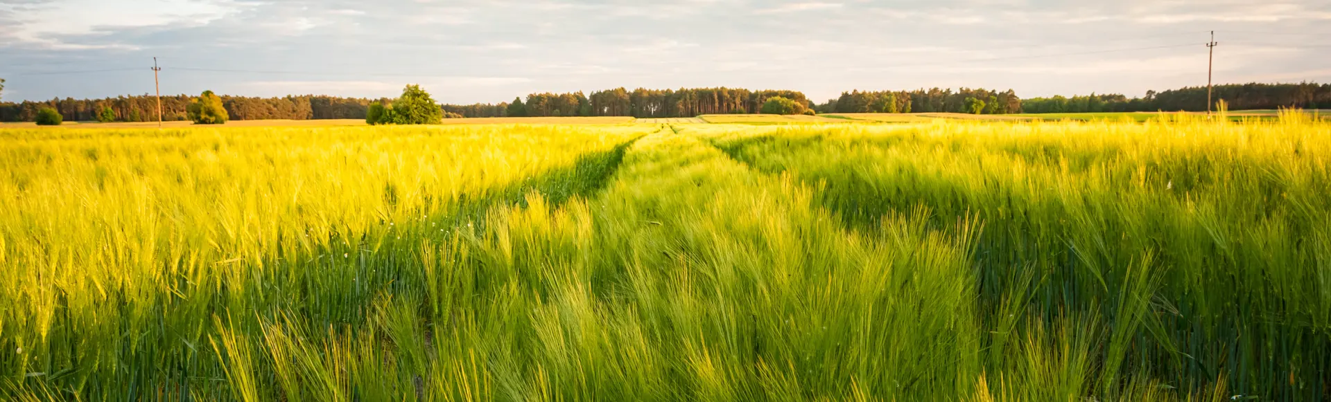 Plantación de cebada