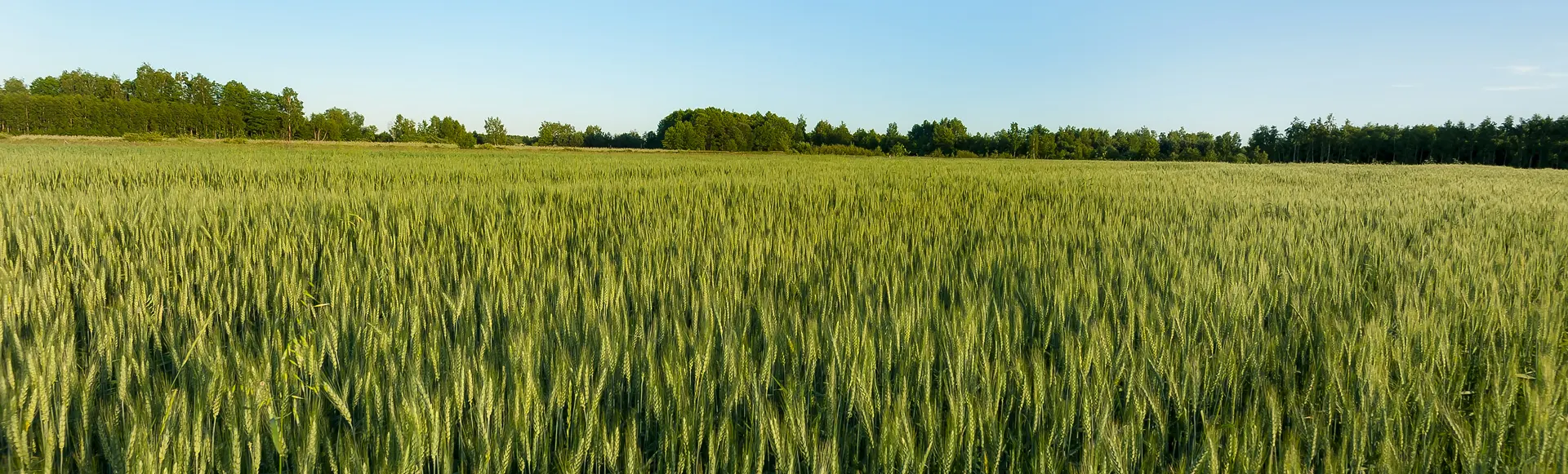 Campo sembrado de triticale, planta verde