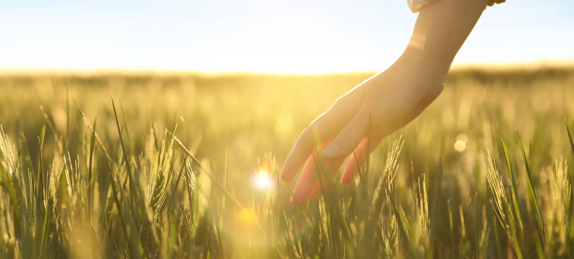 Mano gesto de cuidar la plantación de trigo