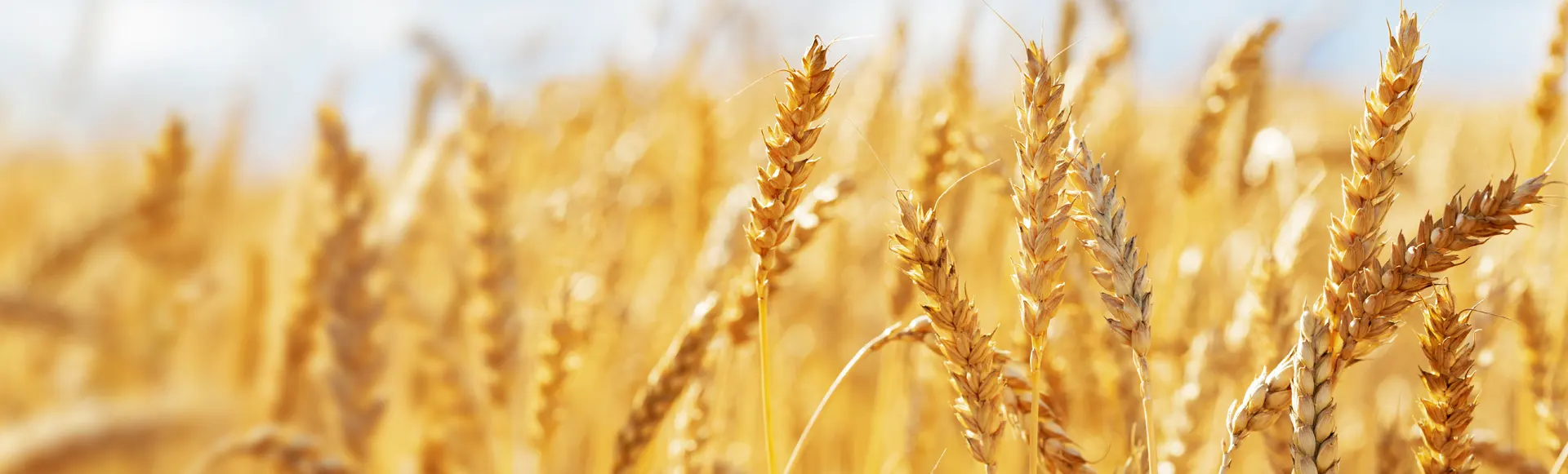 Detalle espigas trigo sobre fondo desenfocado