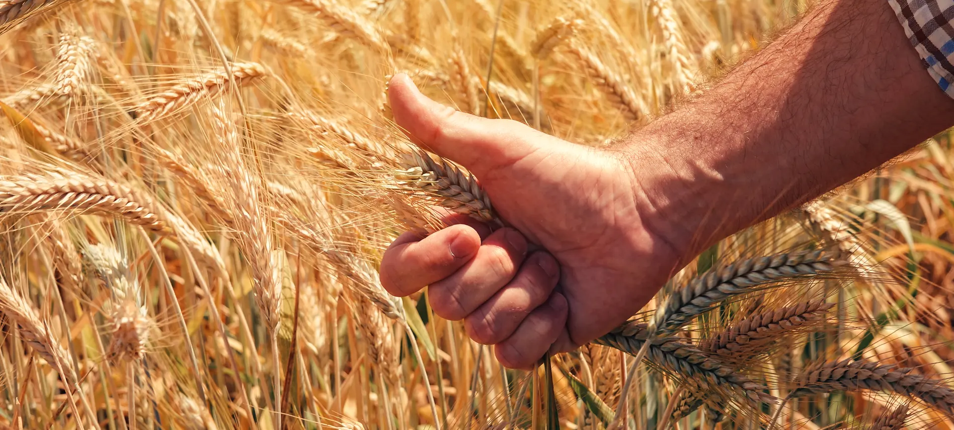 Mano sujetando semilla haciendo signo ok