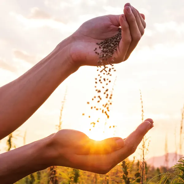 manos vertiendo semillas con sol al fondo